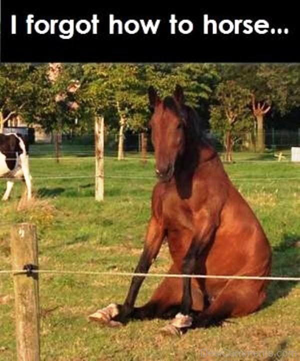 I Forgot How To Horse