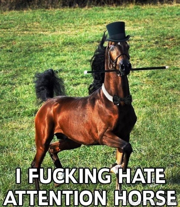 I Fucking Hate Attention Horse