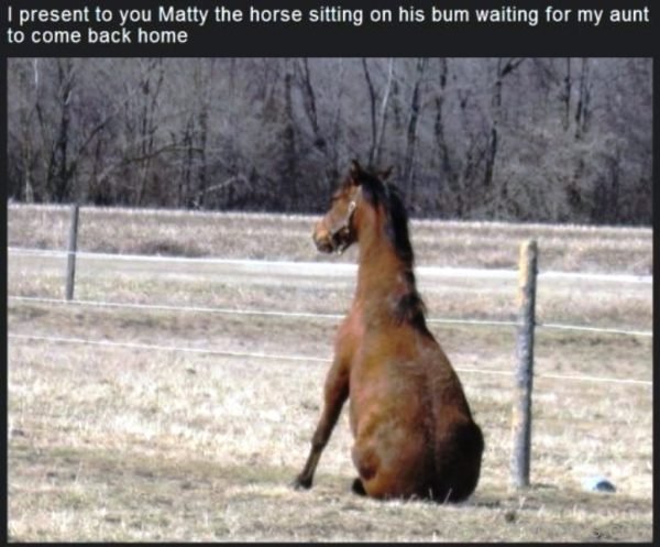 I Present To You Matty The Horse