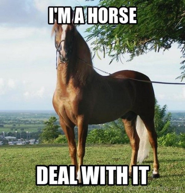 Im A Horse Deal With It