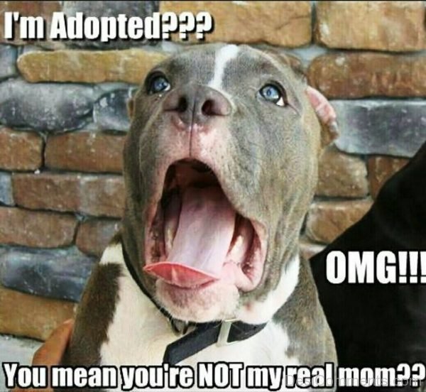 Im Adopted