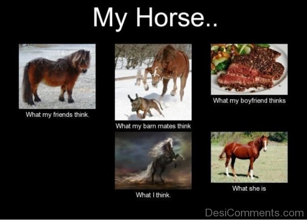 My Horse