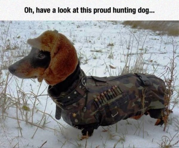 Oh Have A Look At This Proud Hunting Dog