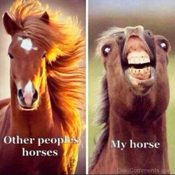 100 Most Funniest Horse Memes - Funny Pictures – DesiComments.com