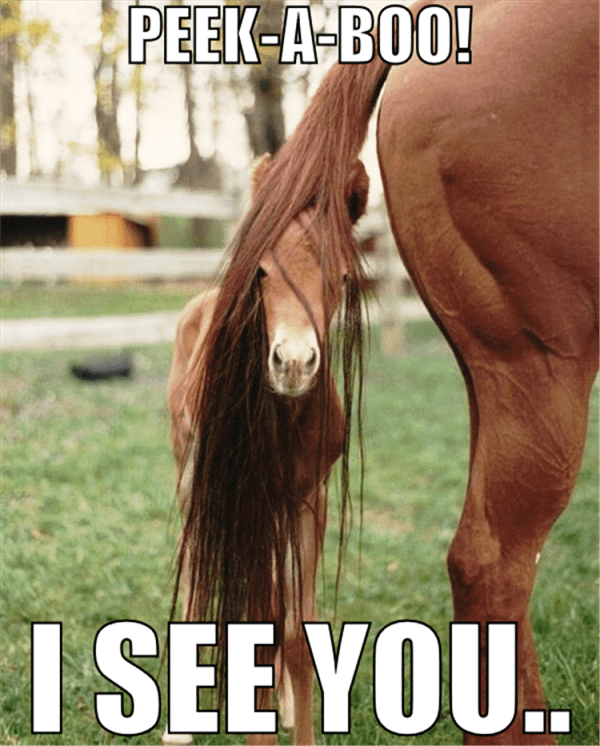 100 Most Funniest Horse Memes - Funny Pictures – DesiComments.com