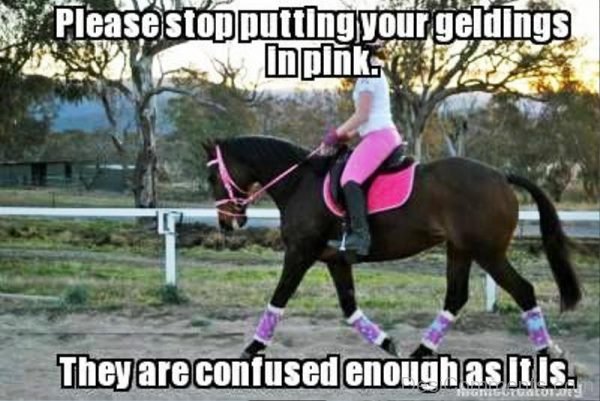 Please Stop Putting Your Geldings In Pink