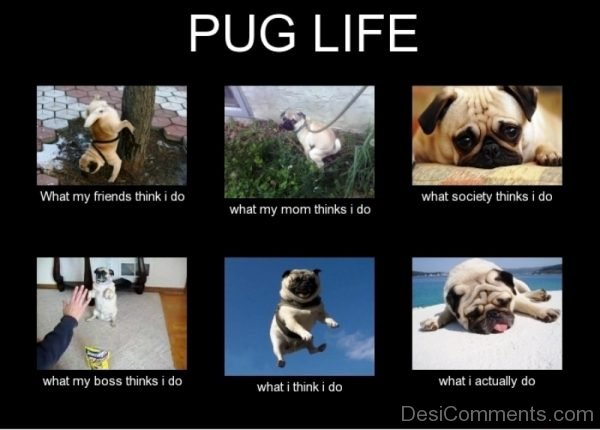 Pug Life