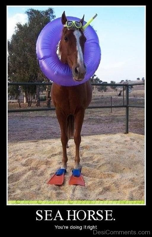 Sea Horse You re Doing It Right