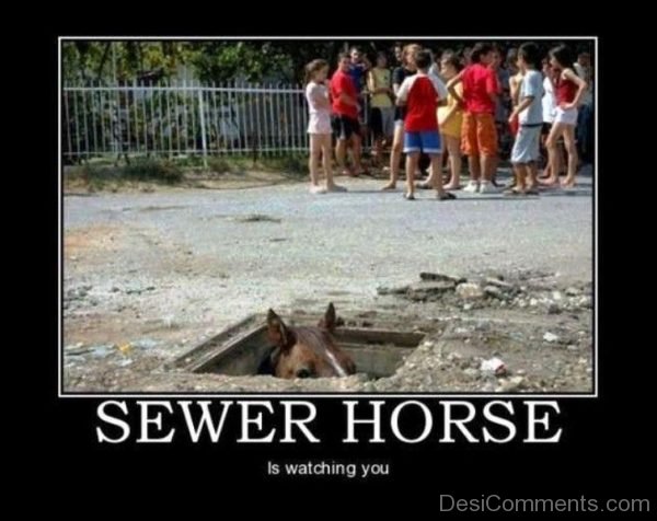 Sewer Horse Is Watching You