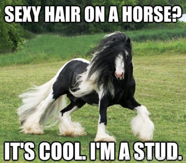 Sexy Hair On A Horse