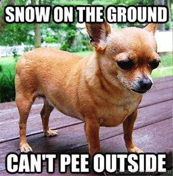 Snow On The Ground