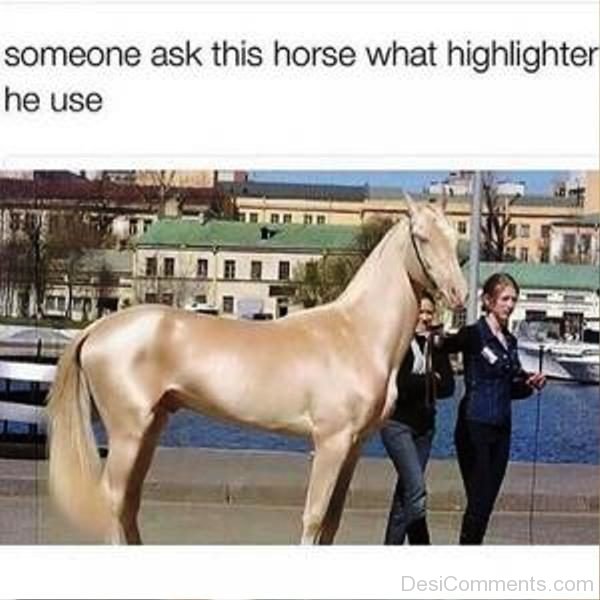 Someone Ask This Horse What Highlighter He Use