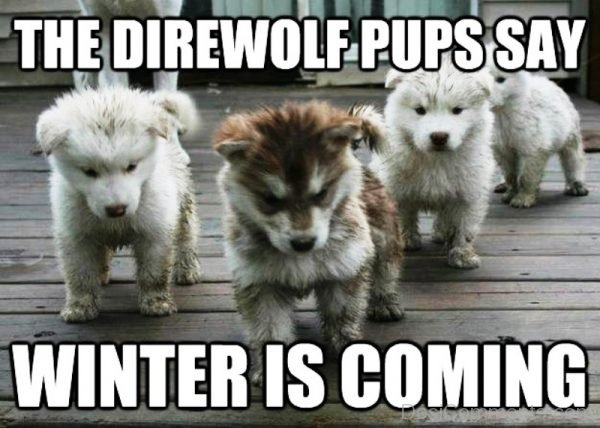The Direwolf Pups Say