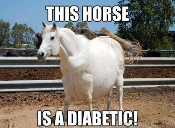 This Horse Is A Diabetic