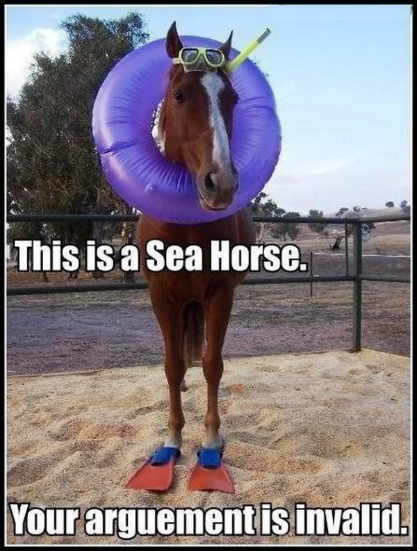 This Is A Sea Horse