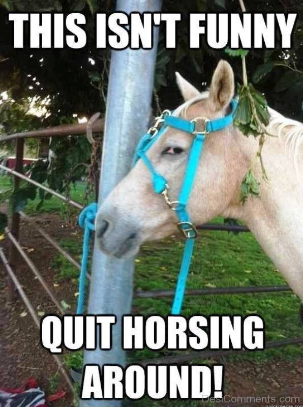This Isnt Funny Quit Horsing Around