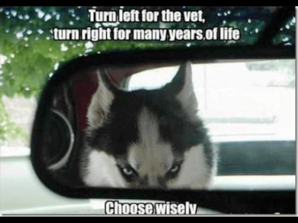 Turn Left For The Vet