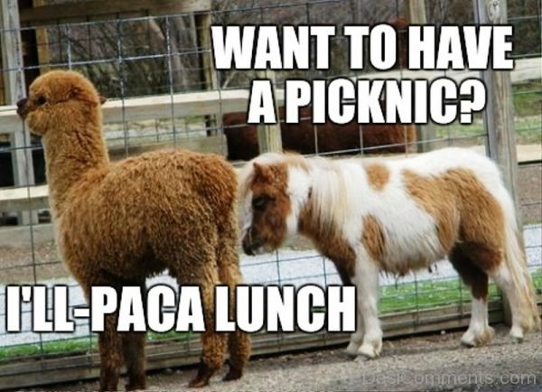 Want To Have A Picknic