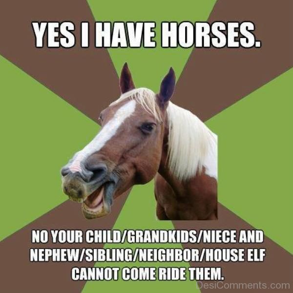 Yes I Have Horses