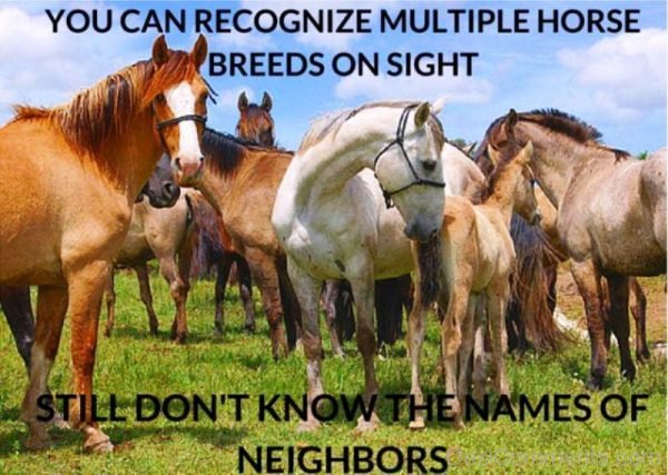 You Can Recognize Multiple Horse Breeds