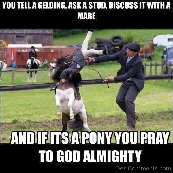 You Tell A Gelding