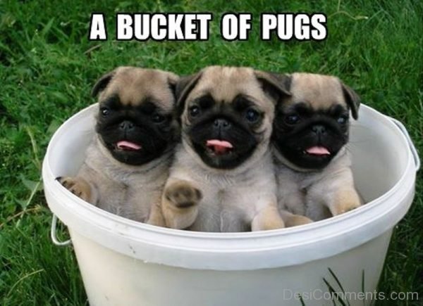 A Bucket Of Pugs