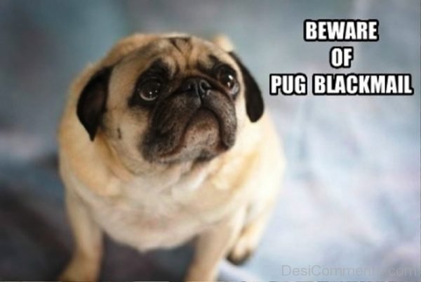 Beware Of Pug Blackmail