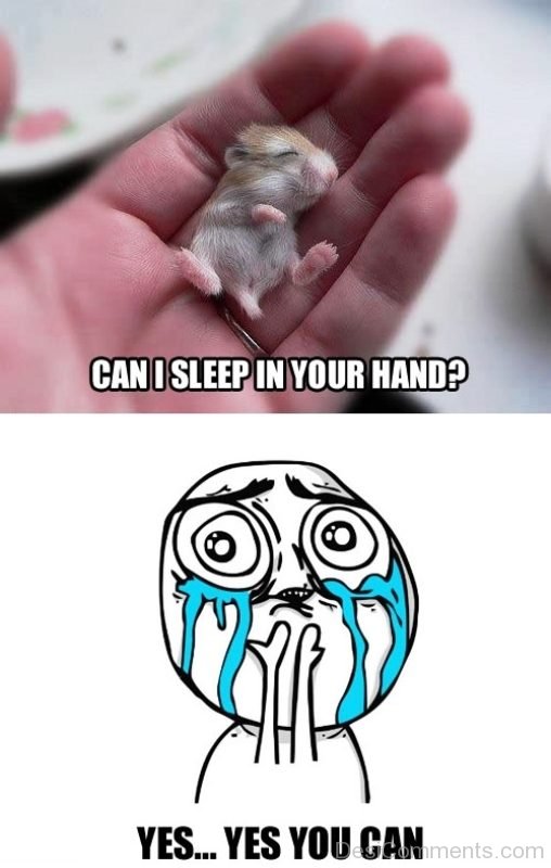 Can I Sleep In Your Hand