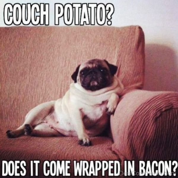 Couch Potato