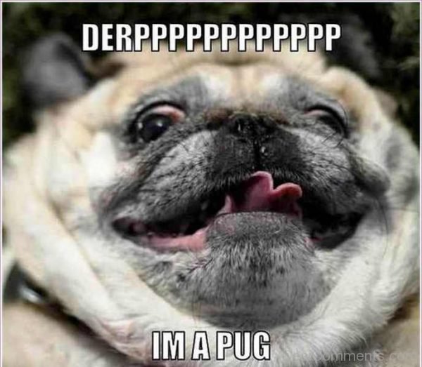 Derp Im A Pug