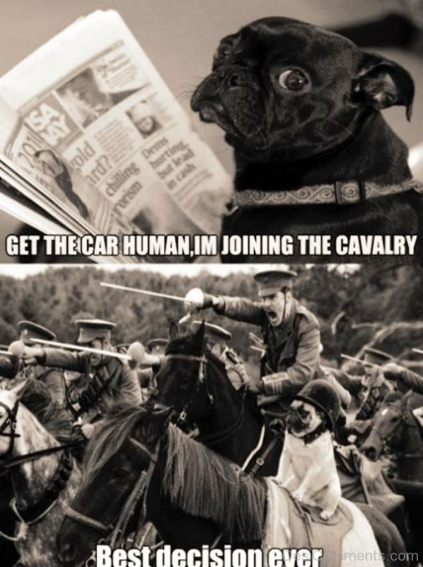Get The Car Human Im Joining The Cavarly