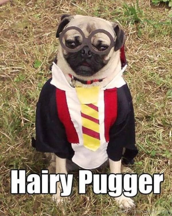 Hairy Pugger