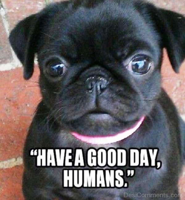 Have A Good Day Humans