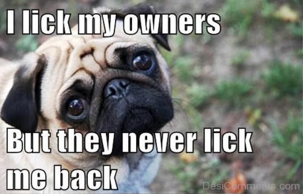 I Lick My Owners