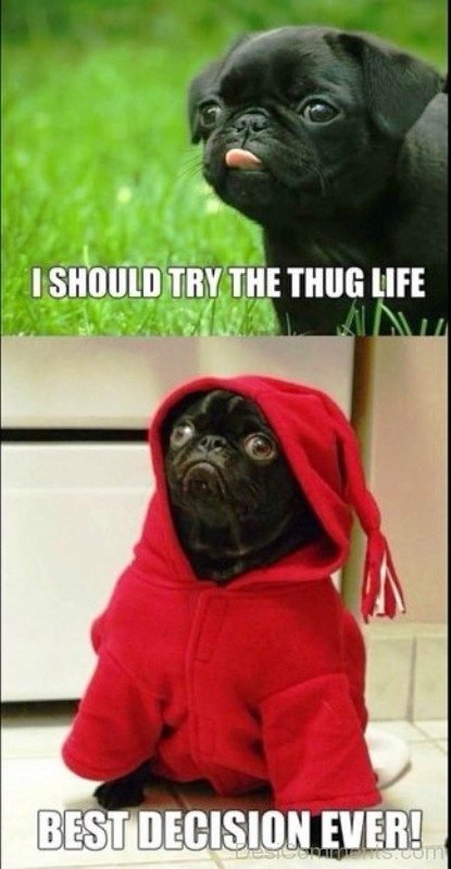 I Should Try The Thug Life