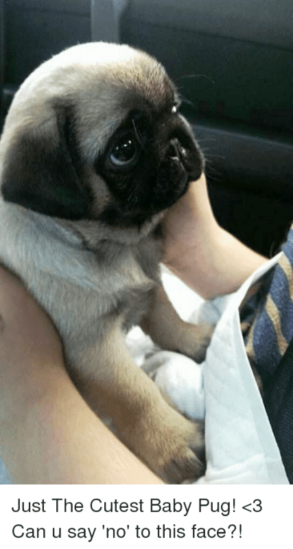 Just The Cutest Baby Pug