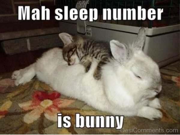 Mah Sleep Number Is Bunny
