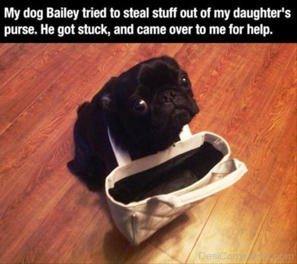 My Dog Bailey Tried To Steal Stuff Out