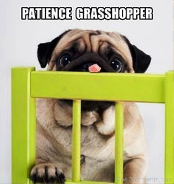 Patience Grasshopper