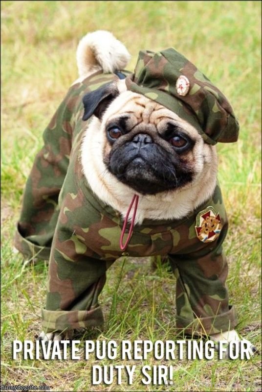 Private Pug Reporting For Duty Sir