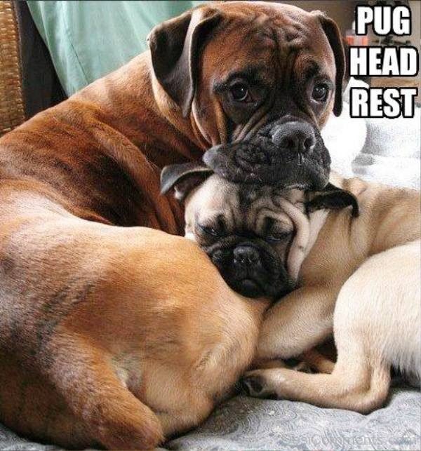 Pug Head Rest