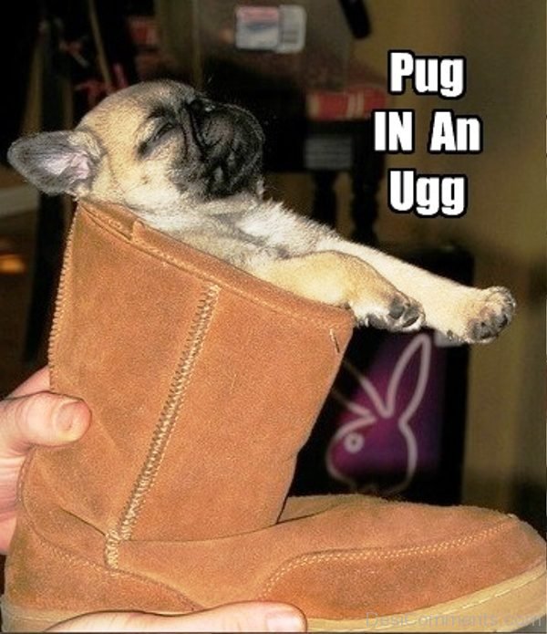 Pug In An Ugg