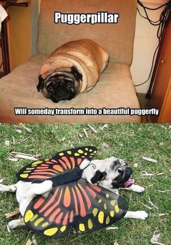 Puggerpillar