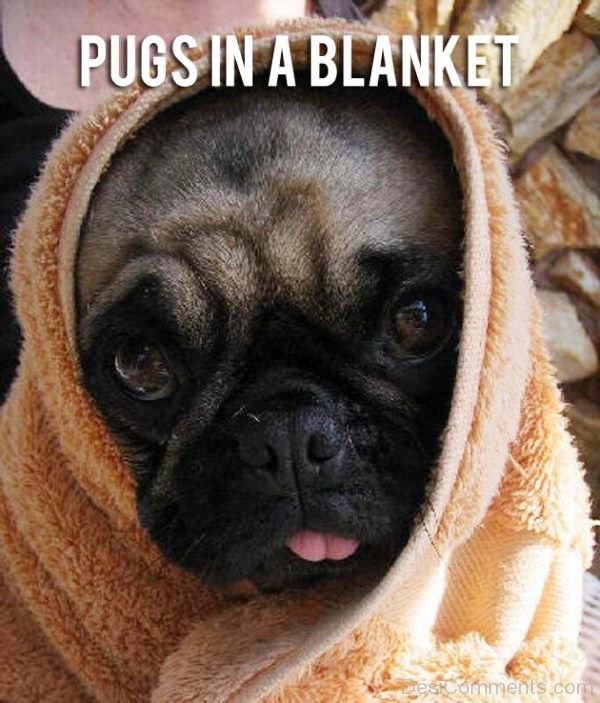 Pugs In A Blanket