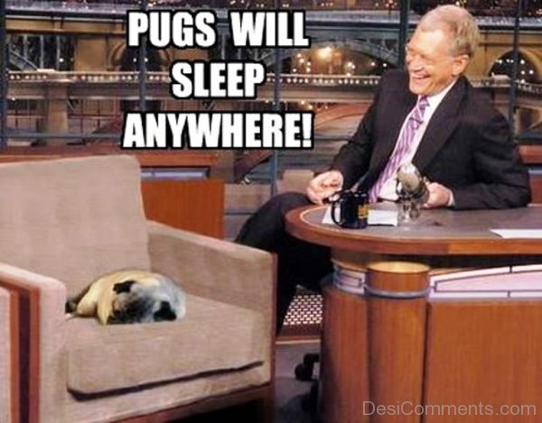 Pugs Will Sleep Anywhere