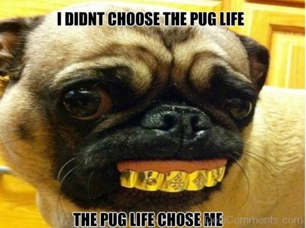 The Pug Life Chose Me