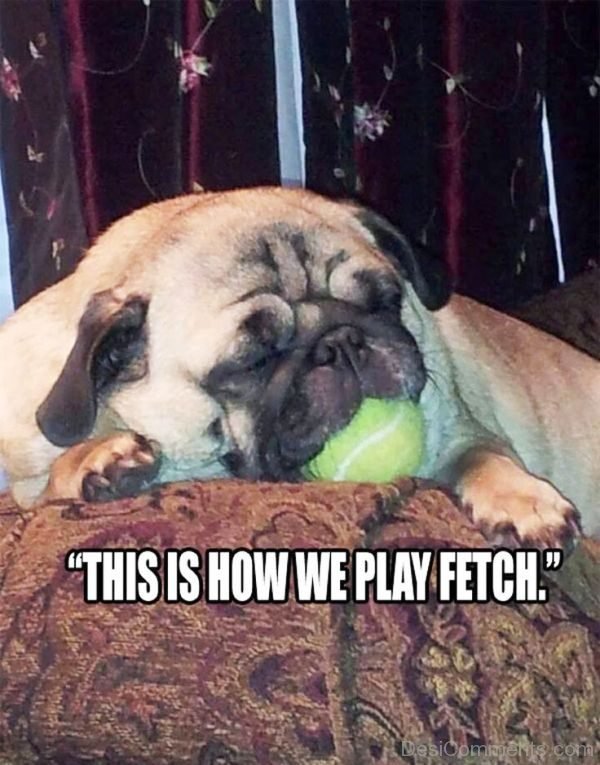 This Is How We Play Fetch