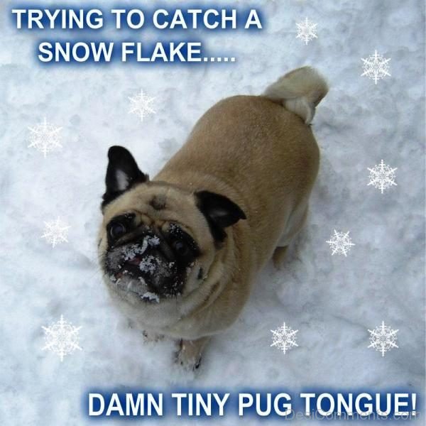Trying To Catch A Snow Flake