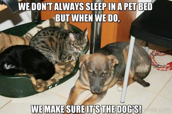 We Dont Always Sleep In A Pet