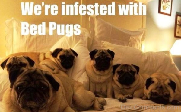 We re Infested With Bed Pugs